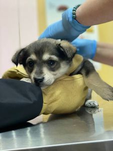 цуценя Ханука, метис хаскі