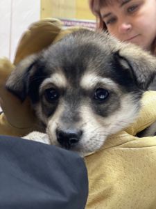 цуценя Ханука, метис хаскі