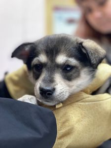 цуценя Ханука, метис хаскі