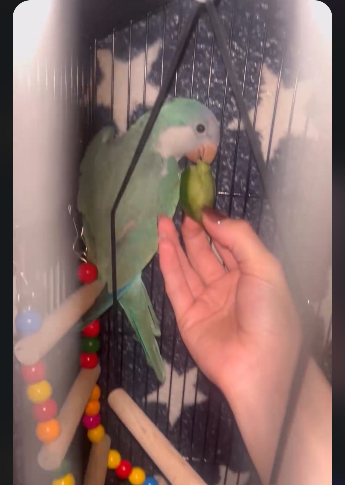 Продам монах(квакер)папуга