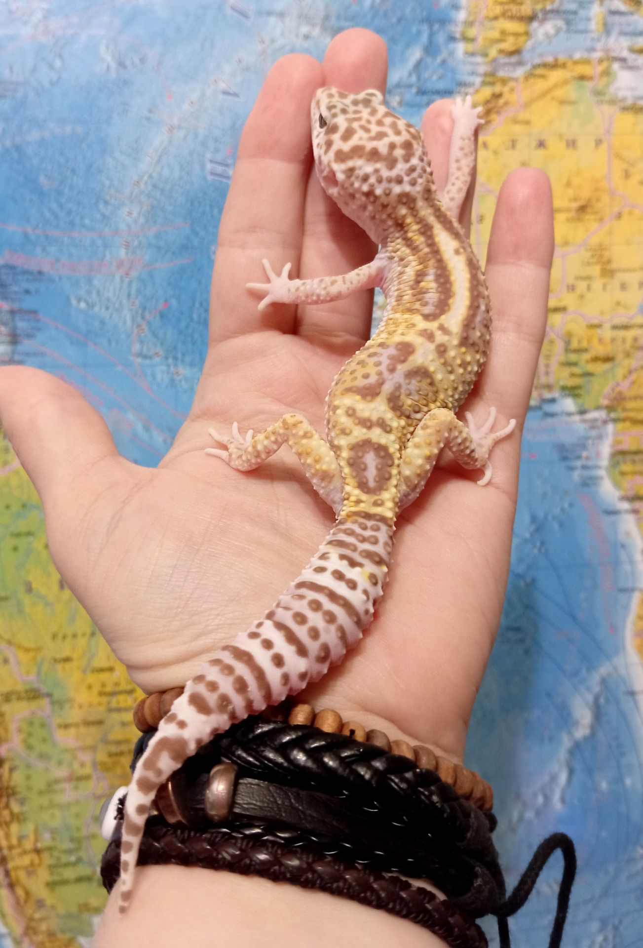 Ящерка. Леопардовый геккон. Эублефар