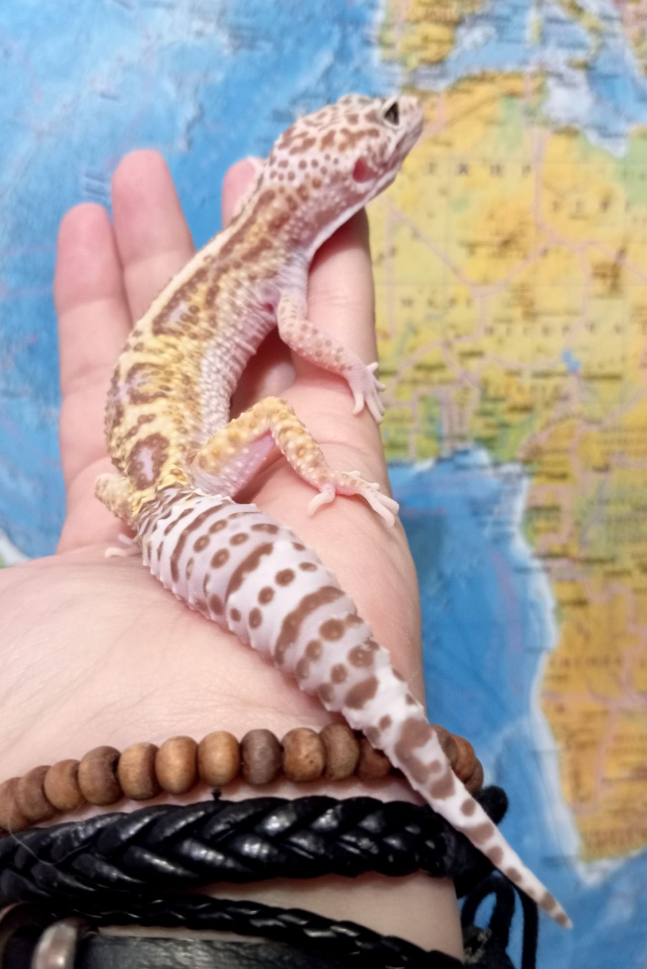 Ящерка. Леопардовый геккон. Эублефар