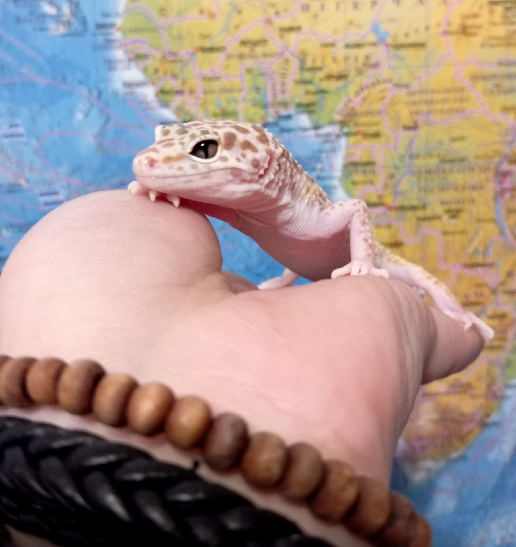 Ящерка. Леопардовый геккон. Эублефар