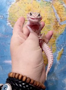 Ящерка. Леопардовый геккон. Эублефар