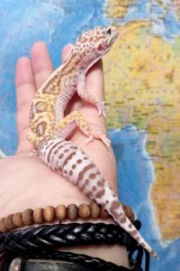 Ящерка. Леопардовый геккон. Эублефар