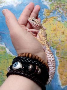 Ящерка. Леопардовый геккон. Эублефар