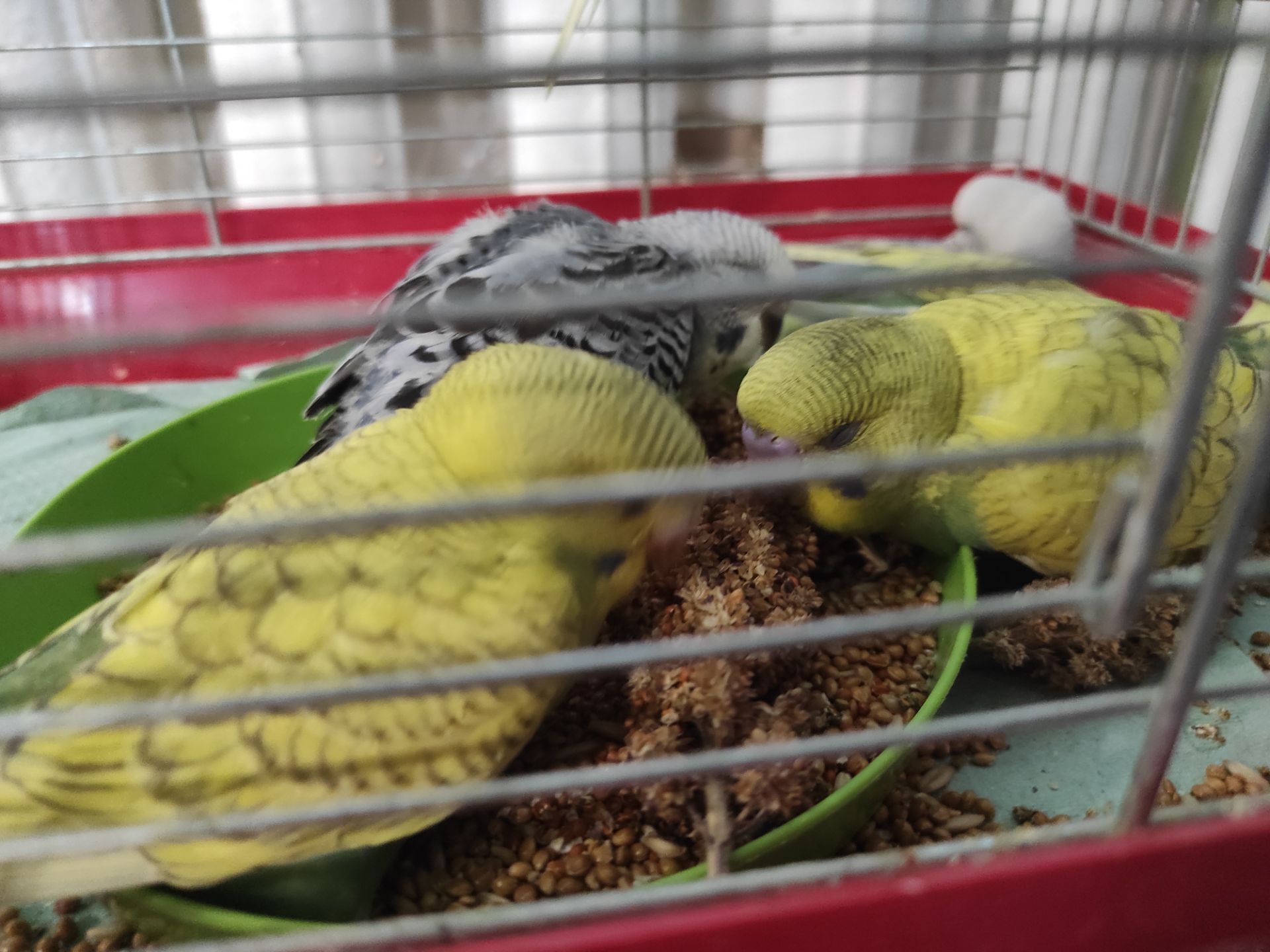 Волнистые попугайчики малыши