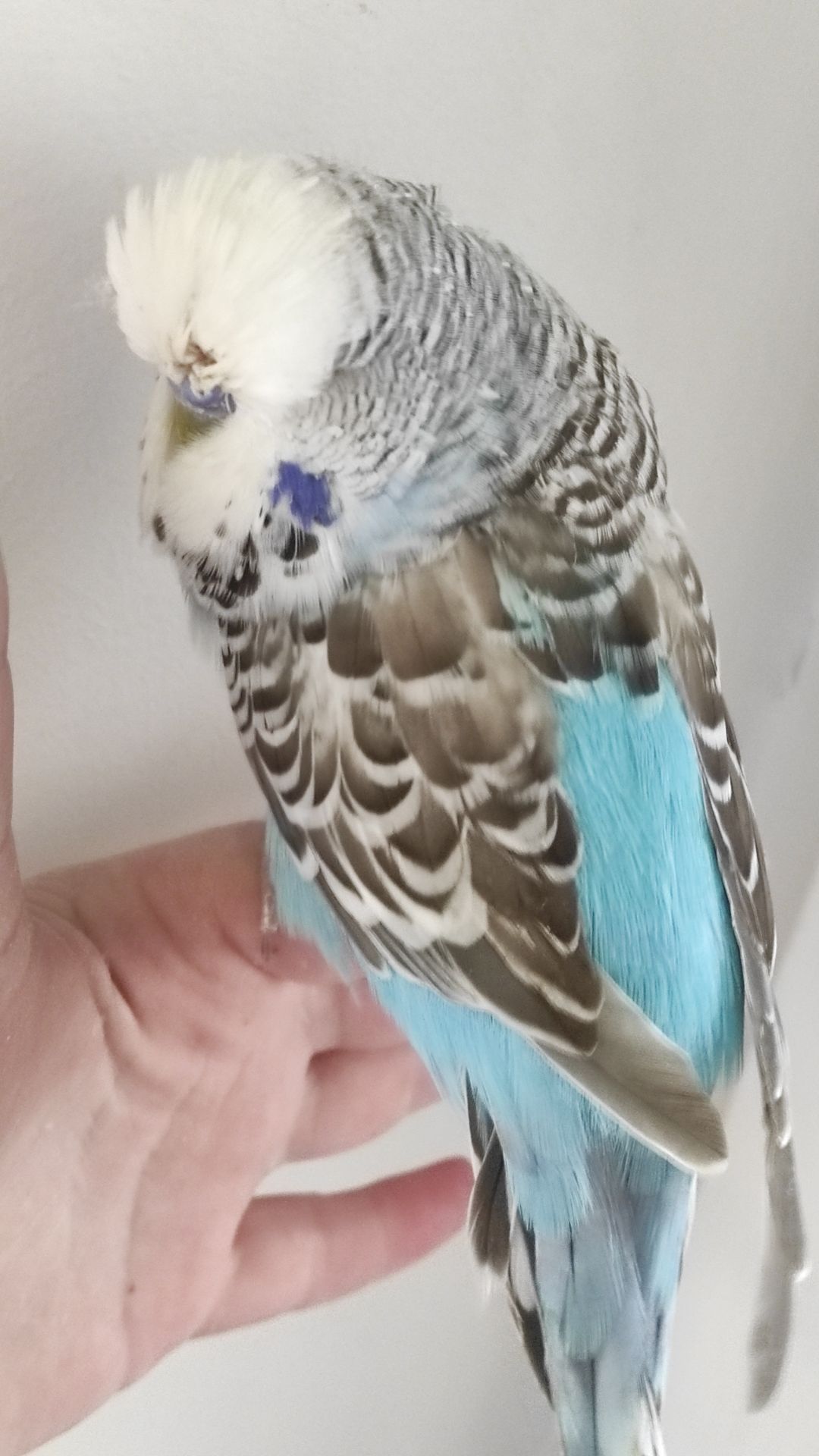 Волнистый попугай чех