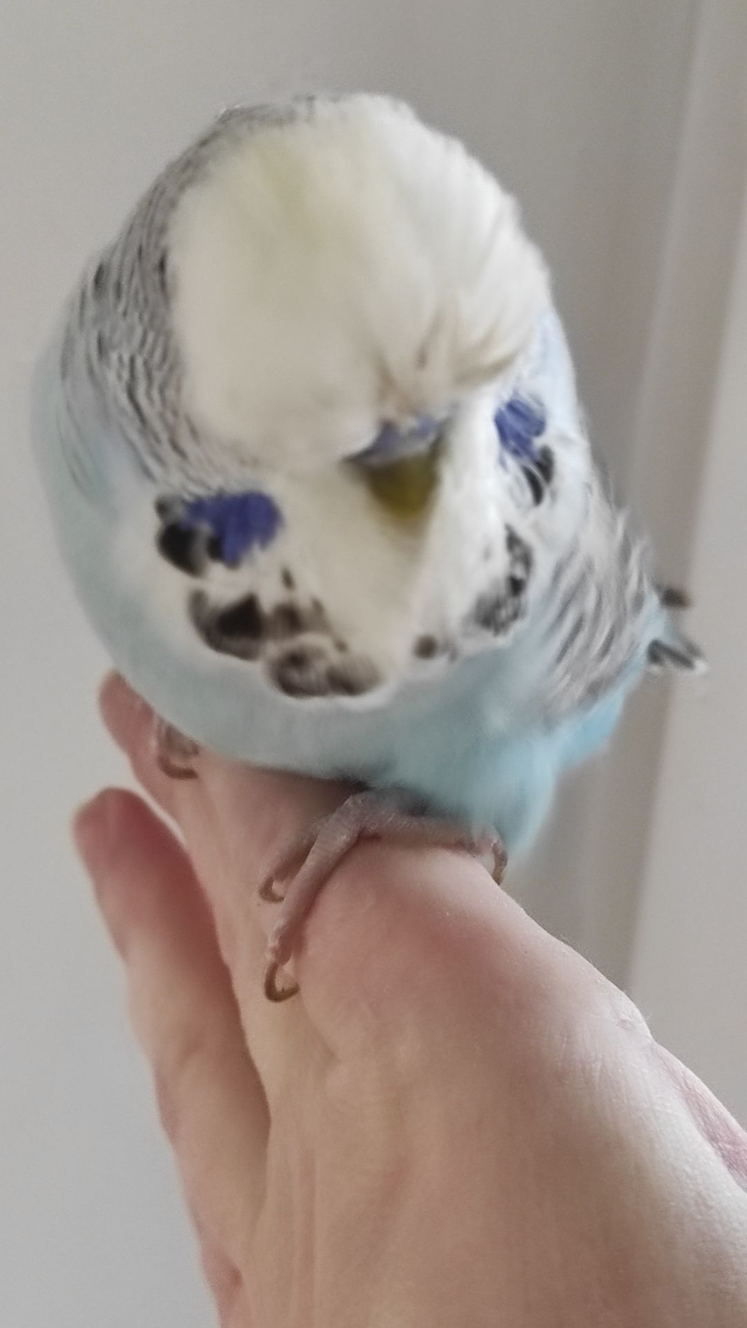 Волнистый попугай чех