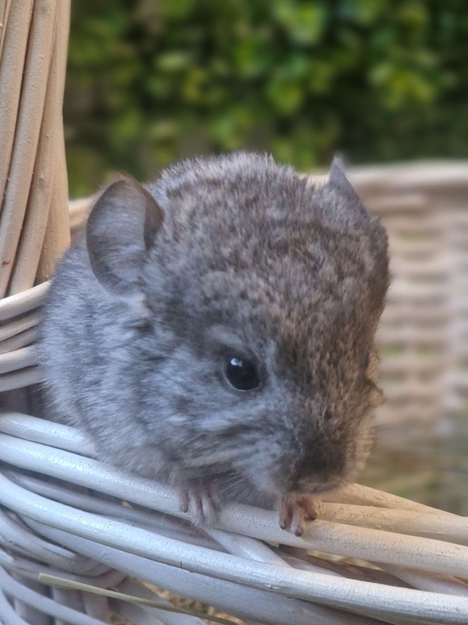 Мила шиншила, 3 місяці (хлопчик/дівчинка) — ручні та здорові