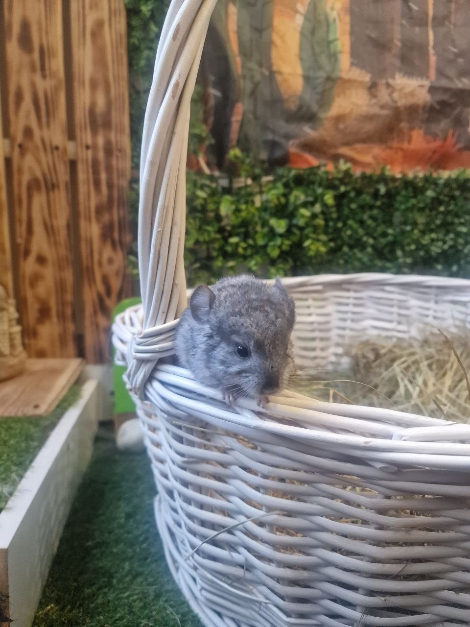 Мила шиншила, 3 місяці (хлопчик/дівчинка) — ручні та здорові