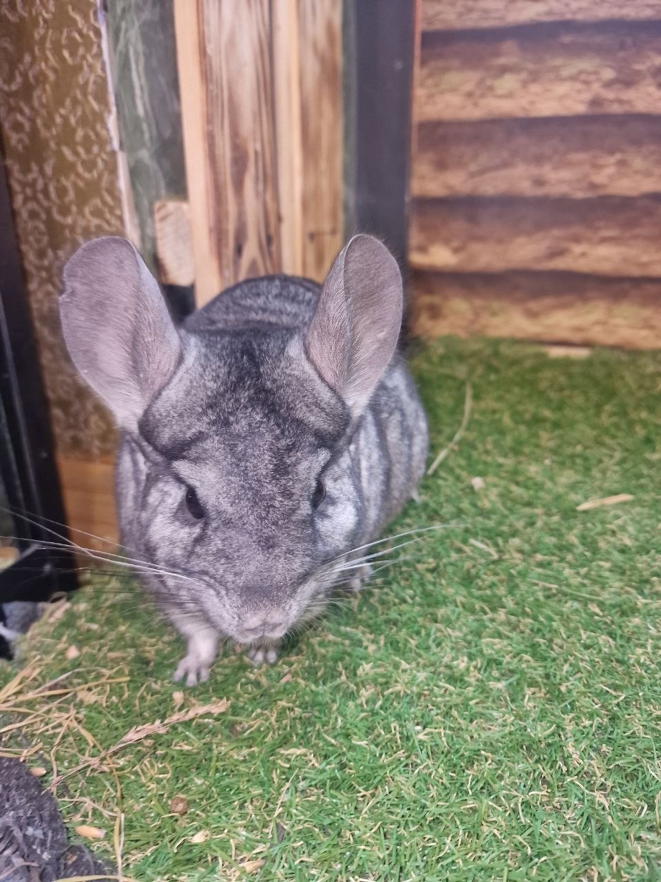 Мила шиншила, 3 місяці (хлопчик/дівчинка) — ручні та здорові