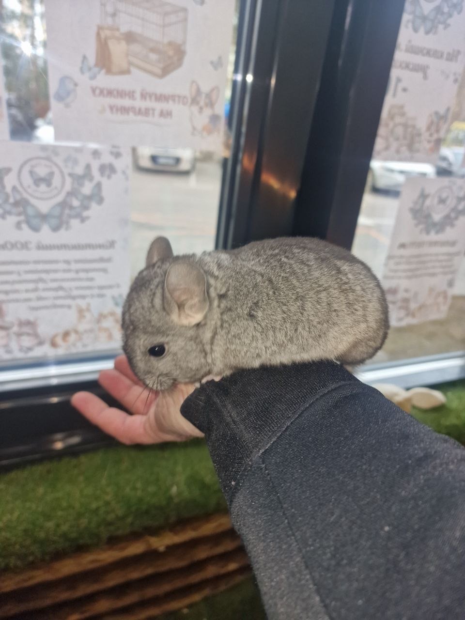 Мила шиншила, 3 місяці (хлопчик/дівчинка) — ручні та здорові