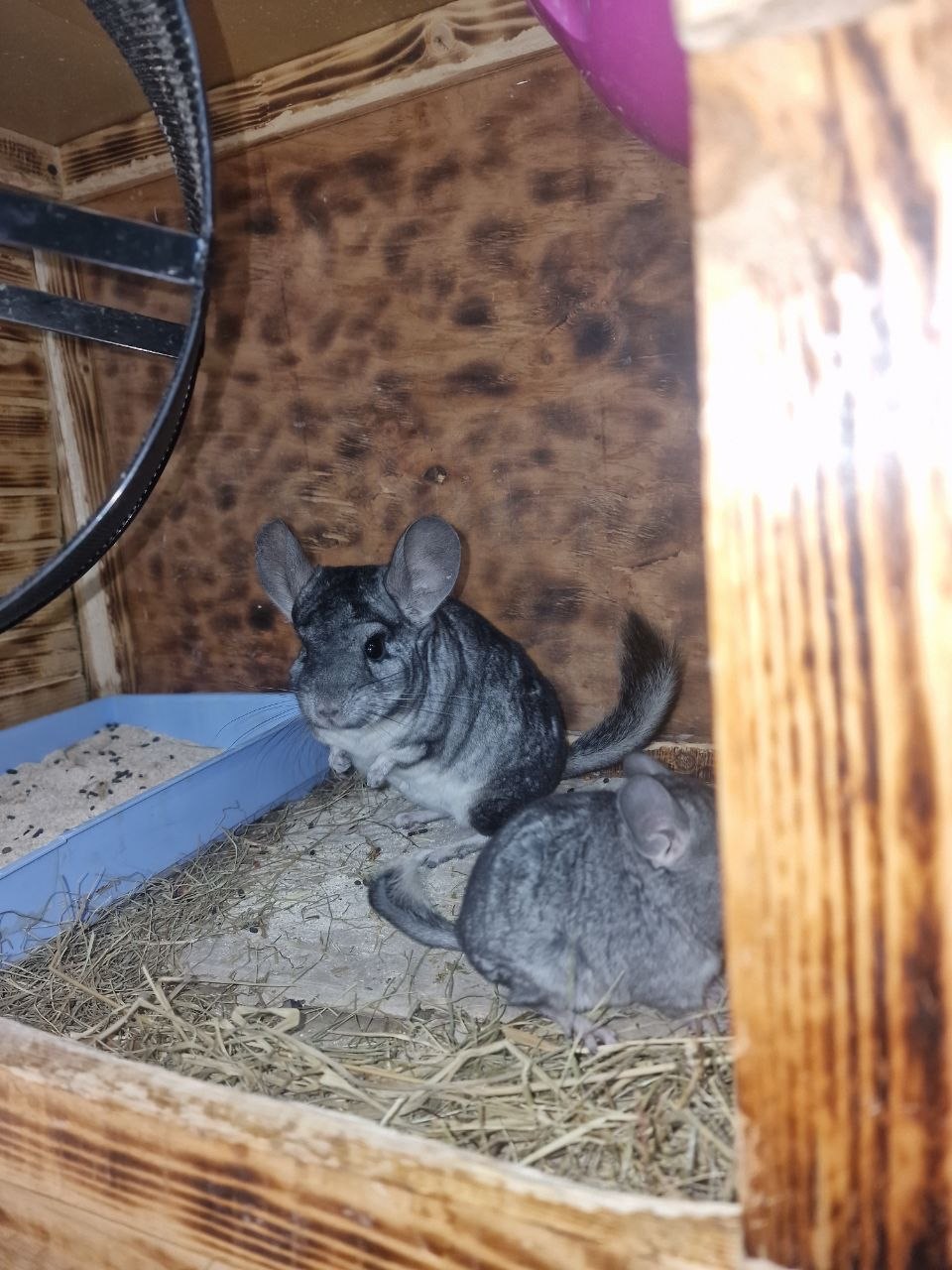 Мила шиншила, 3 місяці (хлопчик/дівчинка) — ручні та здорові