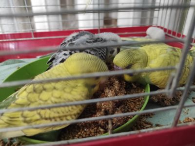 Волнистые попугайчики малыши