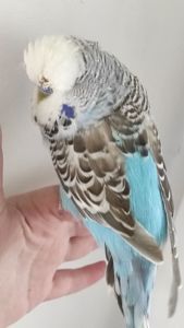 Волнистый попугай чех