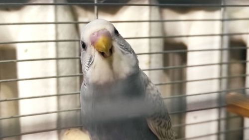 Волнистые попугайчики малыши