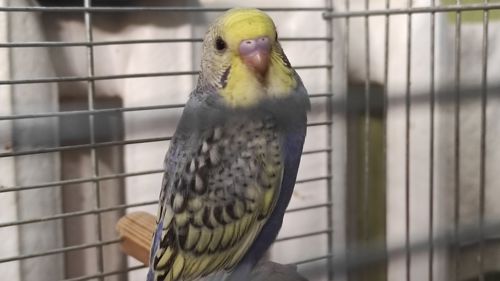 Волнистые попугайчики малыши