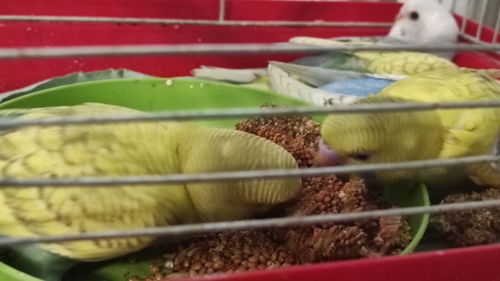 Волнистые попугайчики малыши