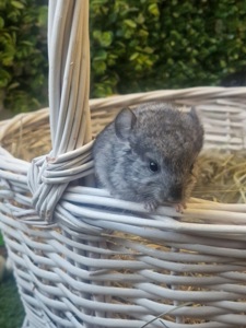 Мила шиншила, 3 місяці (хлопчик/дівчинка) — ручні та здорові