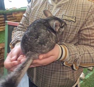 Мила шиншила, 3 місяці (хлопчик/дівчинка) — ручні та здорові