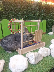 Мила шиншила, 3 місяці (хлопчик/дівчинка) — ручні та здорові