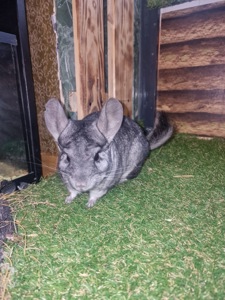 Мила шиншила, 3 місяці (хлопчик/дівчинка) — ручні та здорові