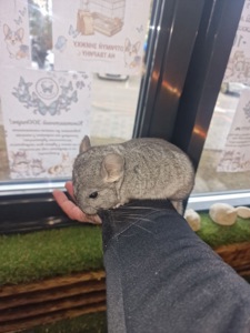 Мила шиншила, 3 місяці (хлопчик/дівчинка) — ручні та здорові