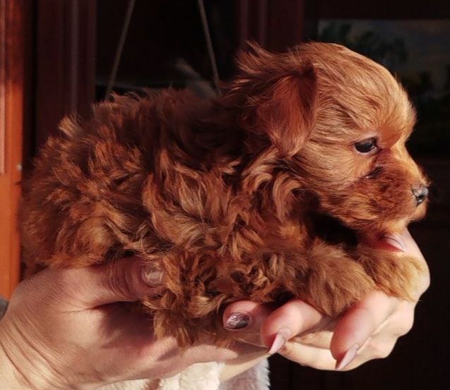 Мальтипу F2 МІНІ (2-2,5кг) Хлопець 3 Місяці