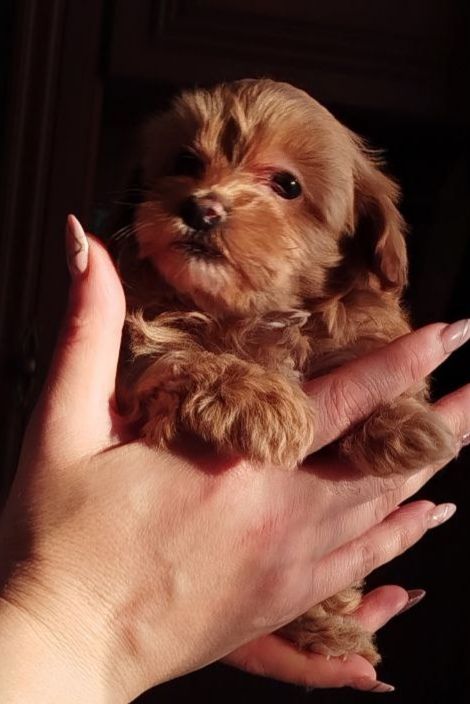 Мальтипу F2 МІНІ (2-2,5кг) Хлопець 3 Місяці