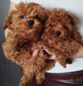 Мальтипу F2 МІНІ (2-2,5кг) Хлопець 3 Місяці