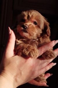 Мальтипу F2 МІНІ (2-2,5кг) Хлопець 3 Місяці