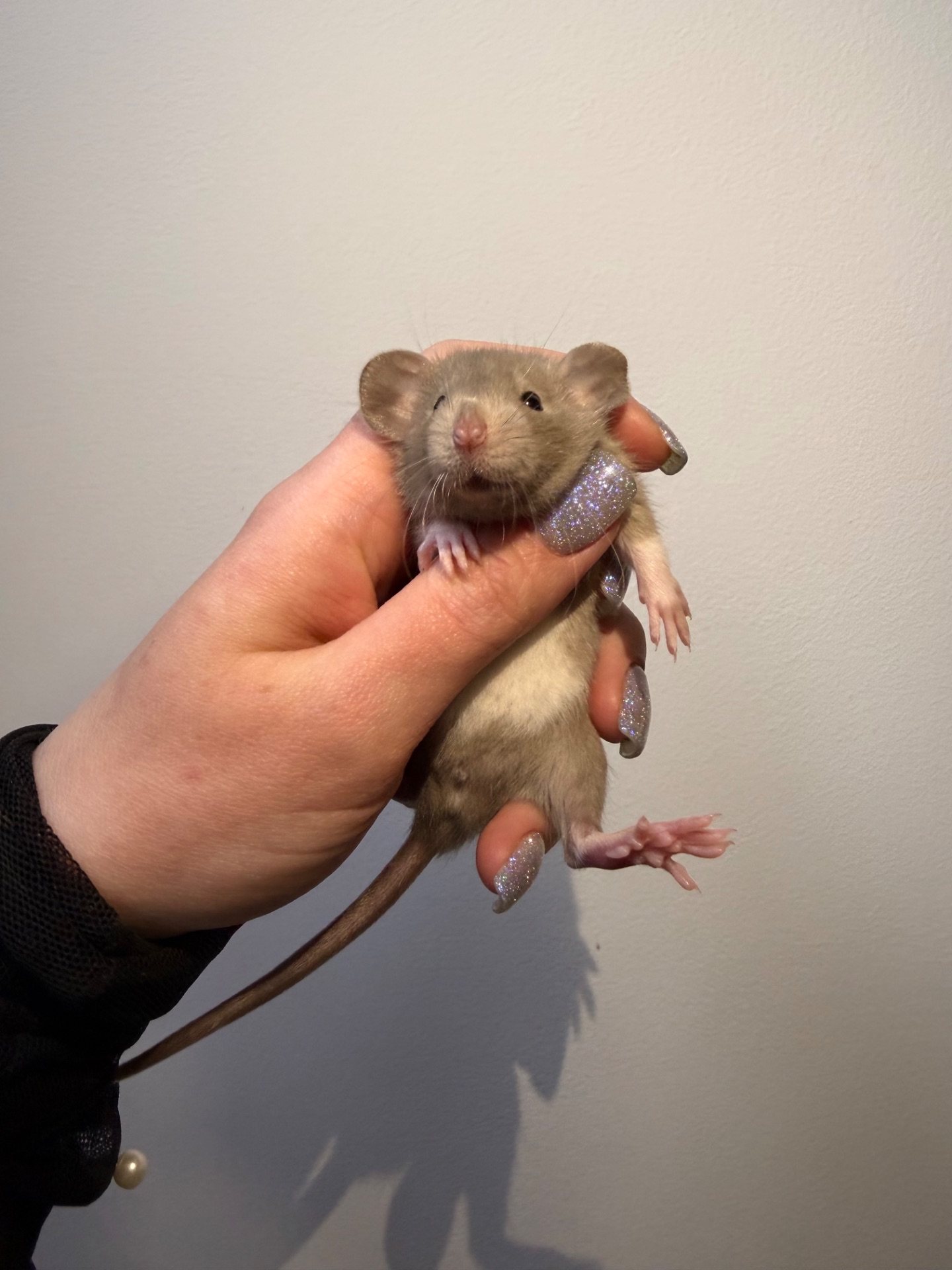 Пропоную милих декоративних щуриків 🐭💛