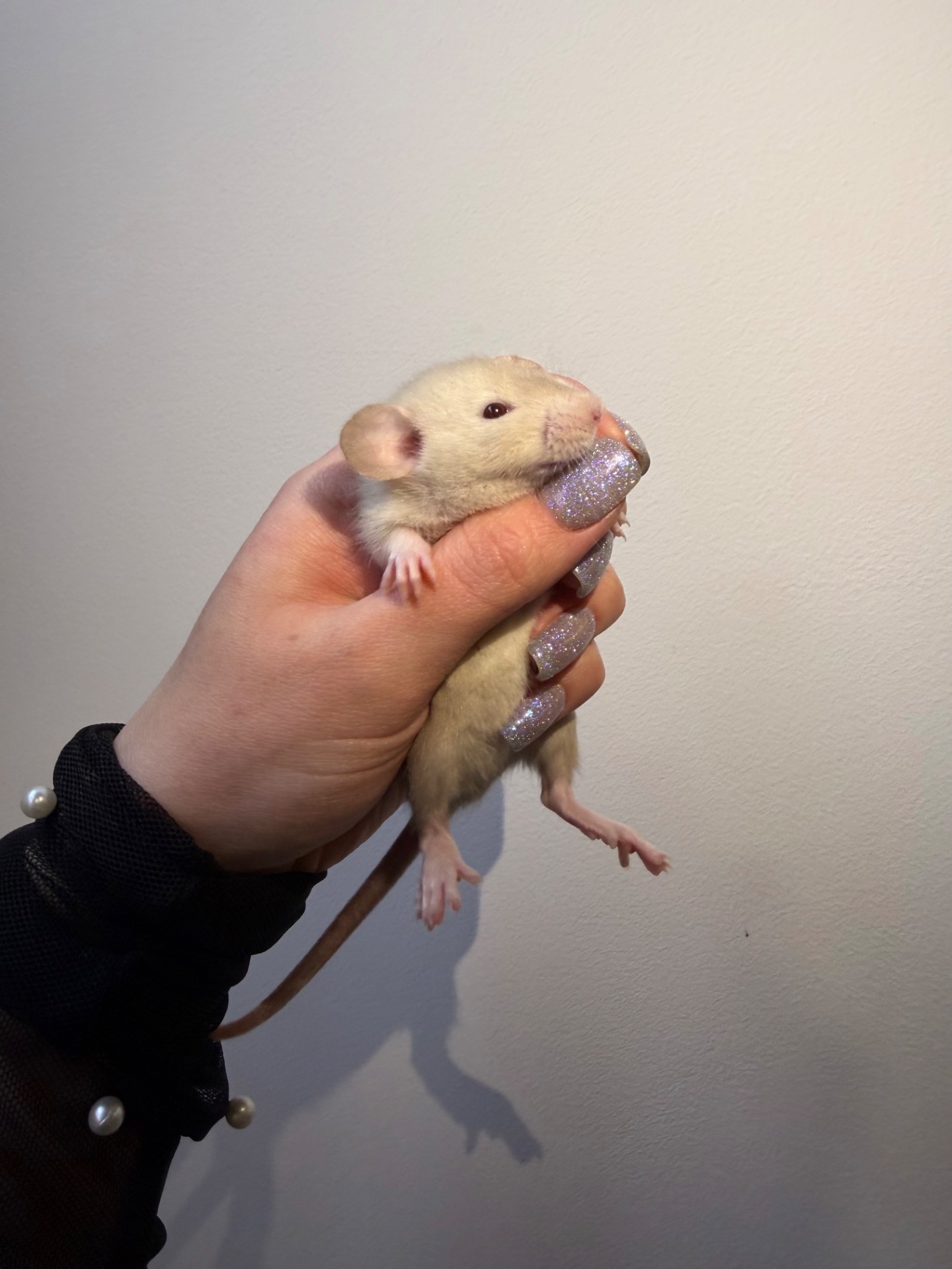 Пропоную милих декоративних щуриків 🐭💛