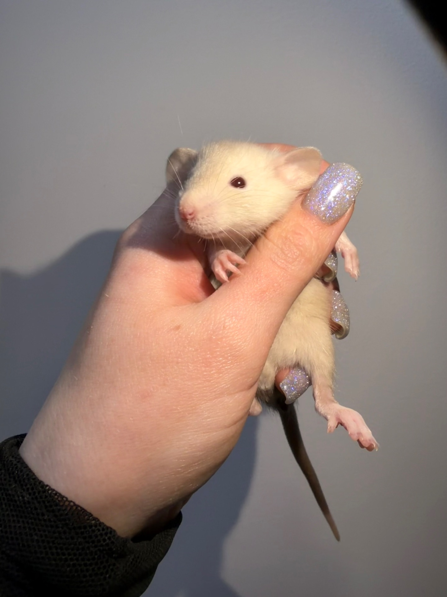 Пропоную милих декоративних щуриків 🐭💛