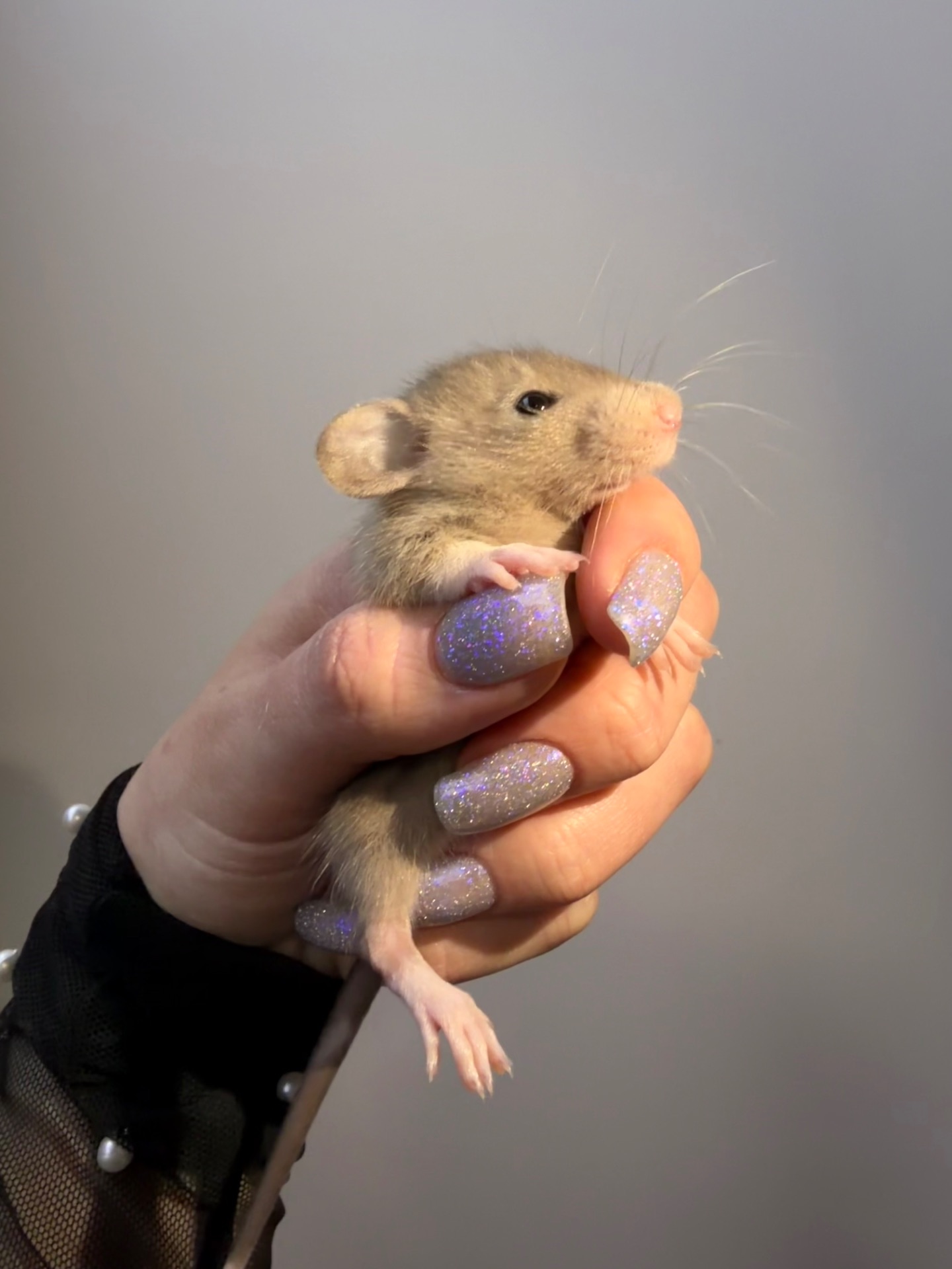 Пропоную милих декоративних щуриків 🐭💛