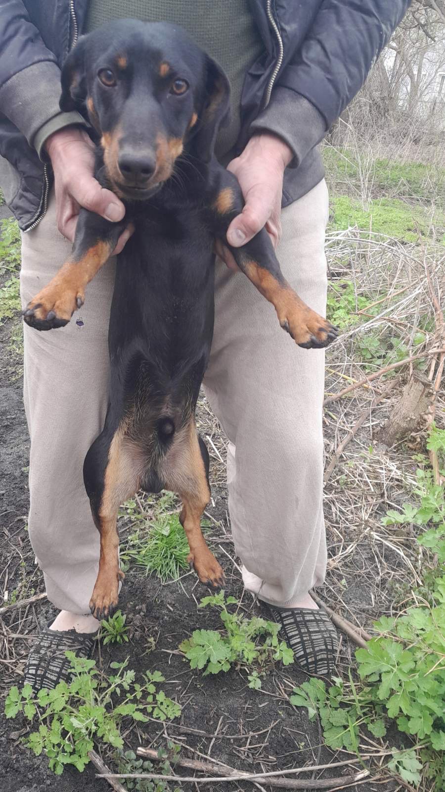 Віддається безкоштовно такса