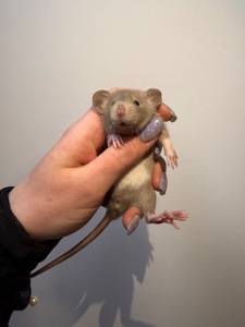 Пропоную милих декоративних щуриків 🐭💛