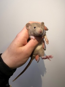 Пропоную милих декоративних щуриків 🐭💛