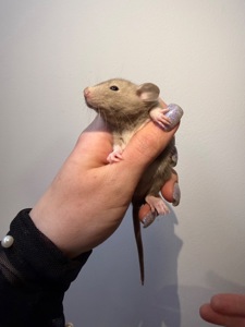 Пропоную милих декоративних щуриків 🐭💛