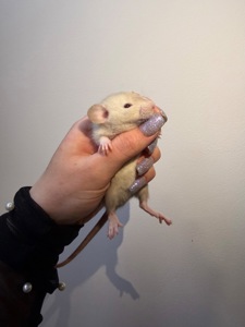 Пропоную милих декоративних щуриків 🐭💛