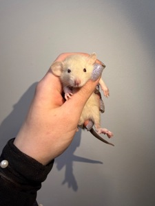 Пропоную милих декоративних щуриків 🐭💛