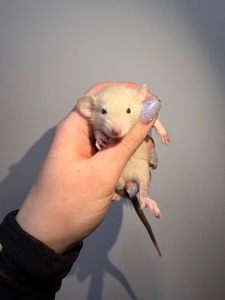 Пропоную милих декоративних щуриків 🐭💛