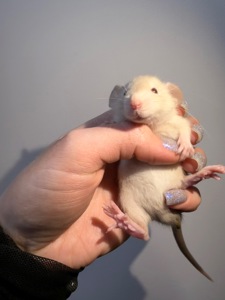 Пропоную милих декоративних щуриків 🐭💛