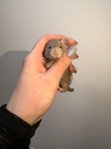 Пропоную милих декоративних щуриків 🐭💛