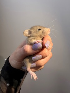 Пропоную милих декоративних щуриків 🐭💛