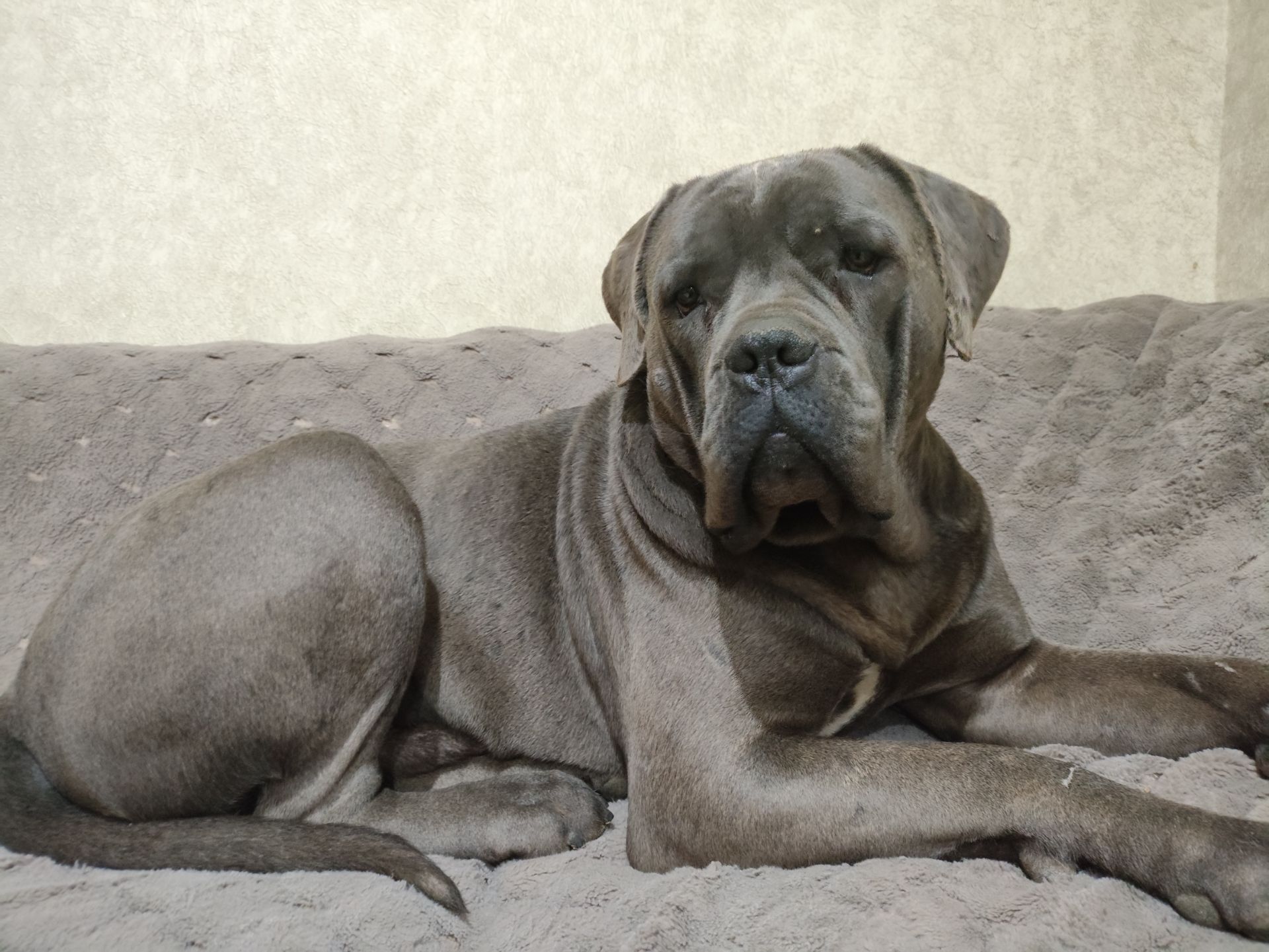 Цуценята Кане Корсо на документах КСУ