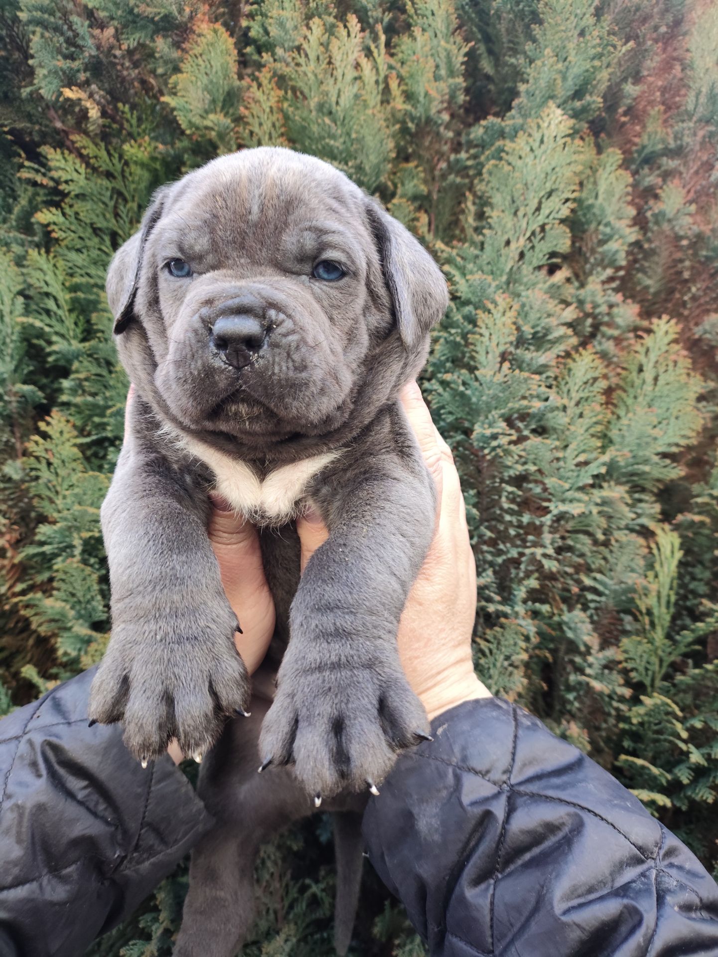 Цуценята Кане Корсо на документах КСУ