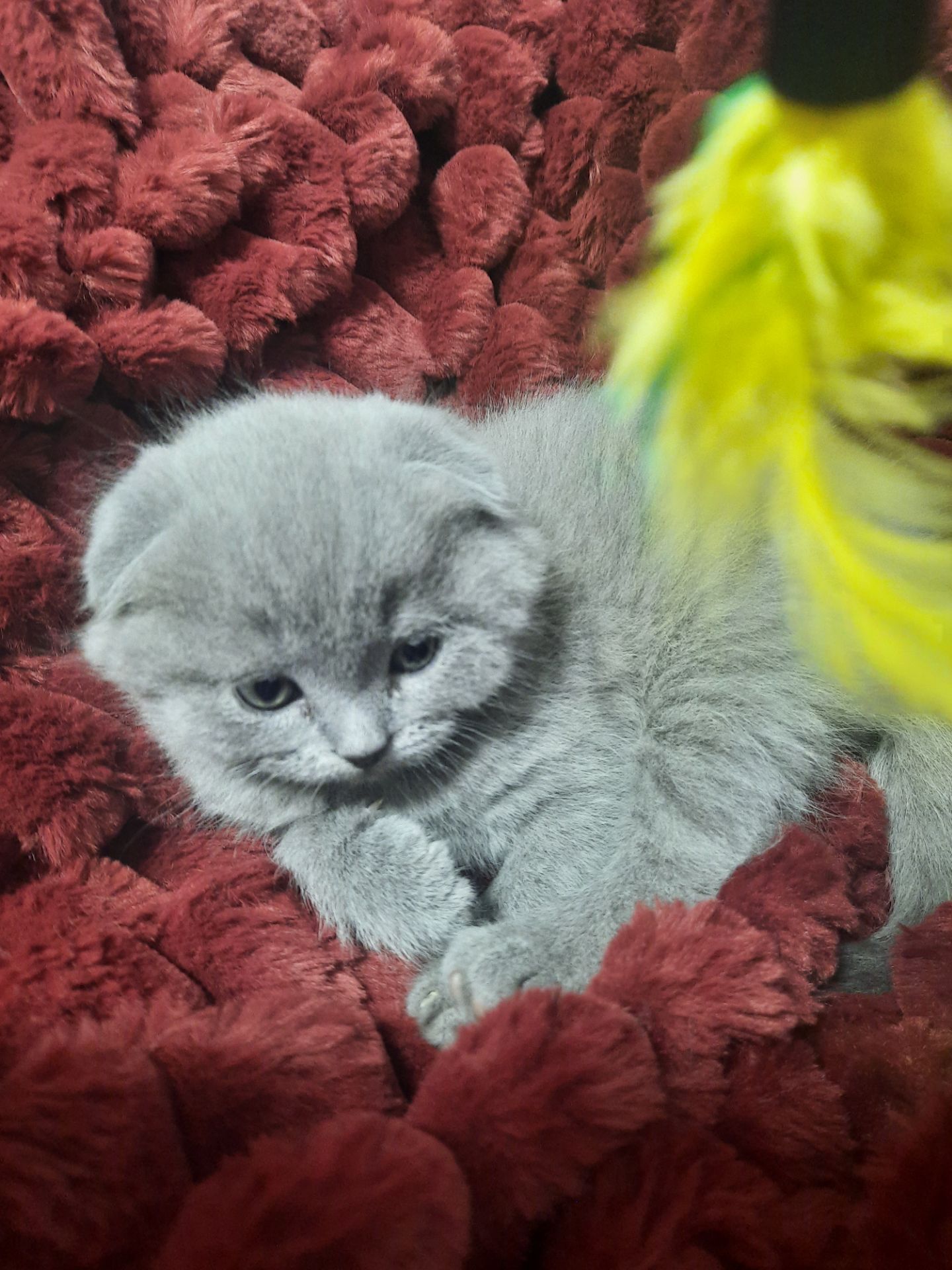 Висловухі кошенята