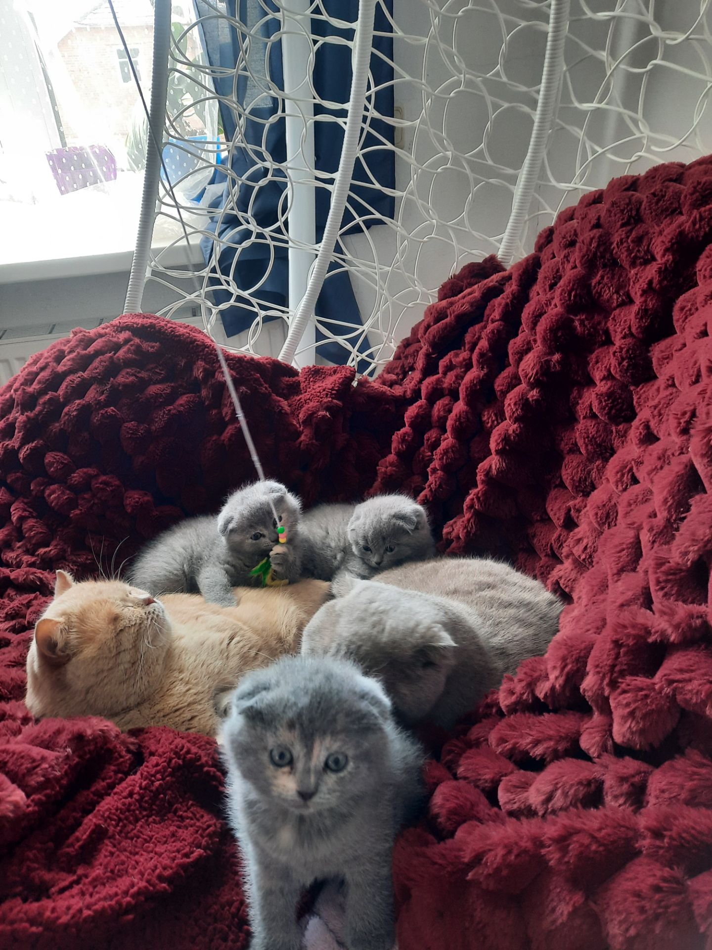 Висловухі кошенята